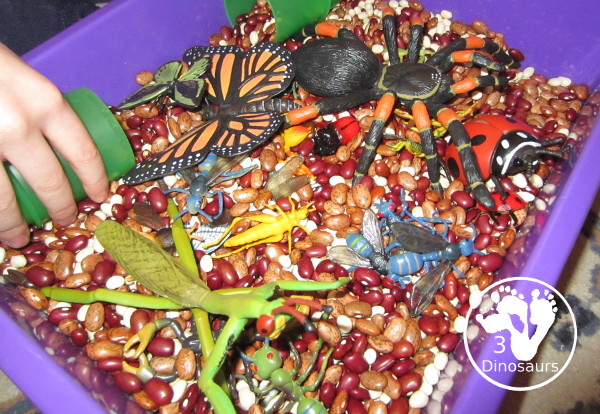 Bug Sensory Bin - a simple sensory bin with beans for the filler and random bugs in the sensory bin. It is easy to set up and use with kids in kindergarten and prek.  3Dinosaurs.com