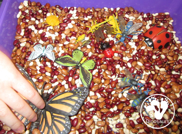 Bug Sensory Bin - a simple sensory bin with beans for the filler and random bugs in the sensory bin. It is easy to set up and use with kids in kindergarten and prek.  3Dinosaurs.com