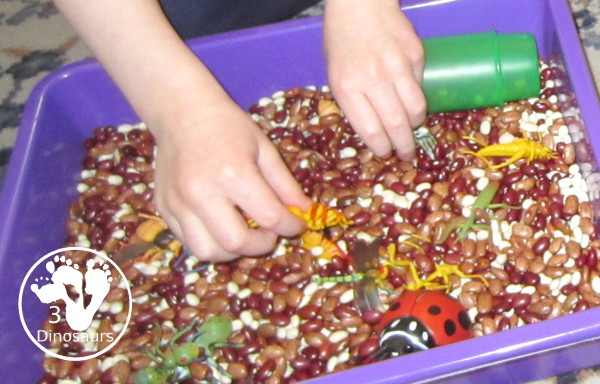 Bug Sensory Bin - a simple sensory bin with beans for the filler and random bugs in the sensory bin. It is easy to set up and use with kids in kindergarten and prek.  3Dinosaurs.com