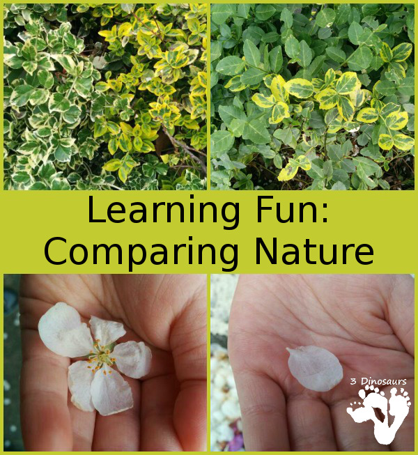 Learning Fun: Comparing Nature - Hands on Learning - 3Dinosaurs.com