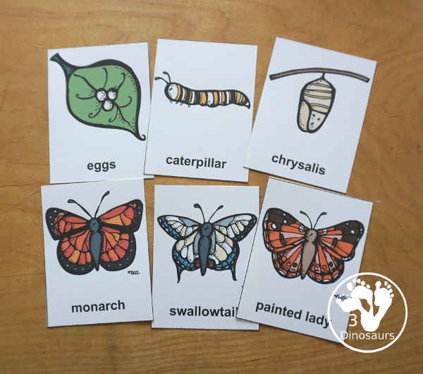 Free Life Cycle of a Butterfly Pack - a 70 page prek and kindergarten and 32 page tot and preschool pack with load of life cycle of butterfly for monarch with different pictures and activities around butterflies - 3Dinosaurs.com