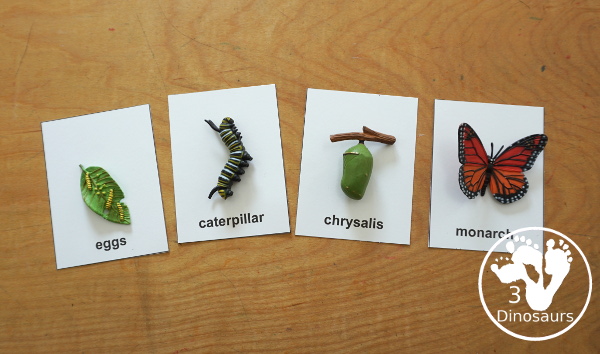 Free Life Cycle of a Butterfly Pack - a 70 page prek and kindergarten and 32 page tot and preschool pack with load of life cycle of butterfly for monarch with different pictures and activities around butterflies - 3Dinosaurs.com