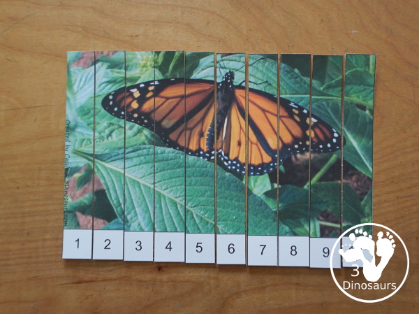 Free Life Cycle of a Butterfly Pack - a 70 page prek and kindergarten and 32 page tot and preschool pack with load of life cycle of butterfly for monarch with different pictures and activities around butterflies - 3Dinosaurs.com
